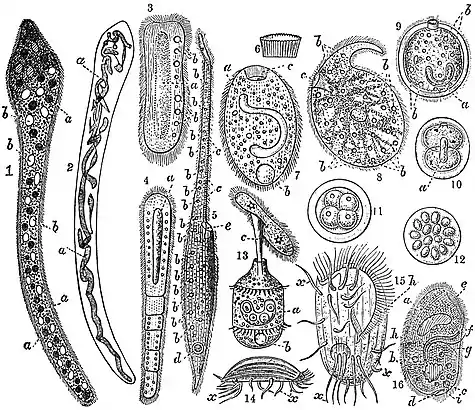 EB1911 Infusoria - Ciliata.jpg