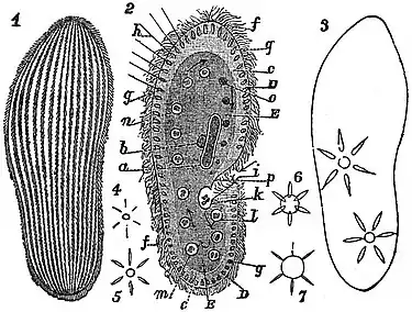 EB1911 Infusoria - Paramecium.jpg