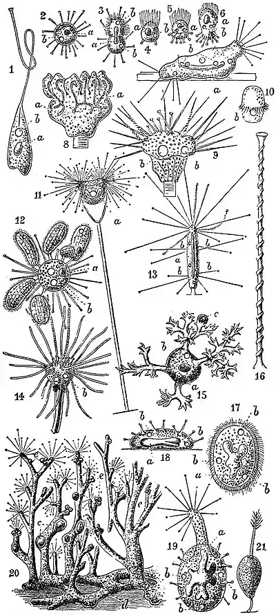 EB1911 Infusoria - Suctoria.jpg