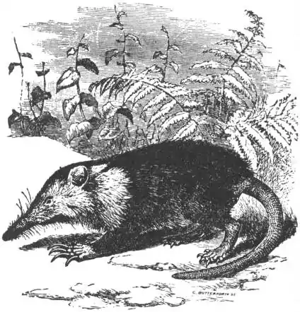 EB1911 Insectivora — Fig. 11.—Solenodon cubanus.jpg