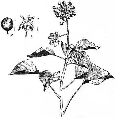 EB1911 Ivy - Fig. 1.—Ivy (Hedera Helix).jpg