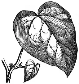 EB1911 Ivy - Fig. 2.—Hedera colchica.jpg