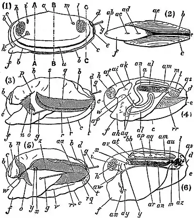 EB1911 Lamellibranchia - Anodonta cygnea.jpg