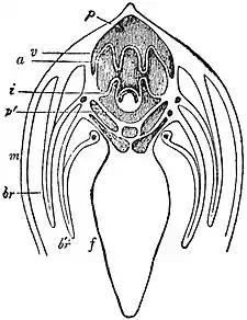 EB1911 Lamellibranchia - Anodonta section about foot.jpg