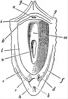 EB1911 Lamellibranchia - Arca noae.jpg