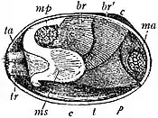 EB1911 Lamellibranchia - Mactra - siphons retracted.jpg