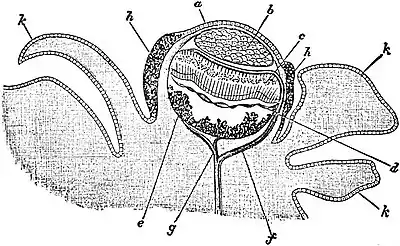 EB1911 Lamellibranchia - Pallial Eye of Spondylus.jpg