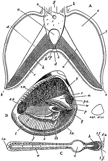 EB1911 Lamellibranchia - ctenidia of Nucula.jpg