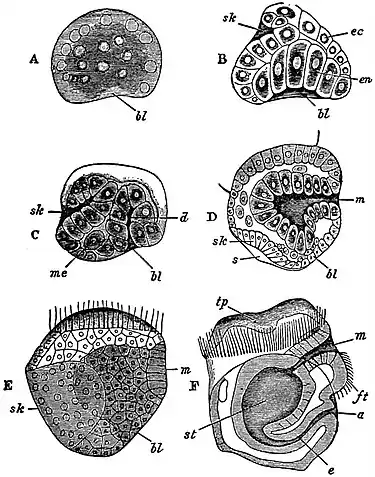 EB1911 Lamellibranchia - development of Ostrea edulis.jpg