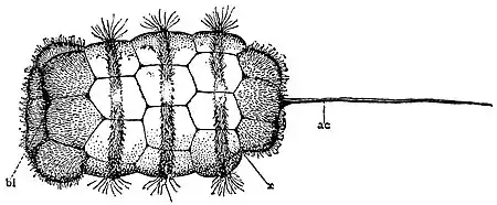 EB1911 Lamellibranchia - embryo of Yoldia limatula.jpg