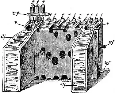 EB1911 Lamellibranchia - gill-lamellae of Anodonta.jpg