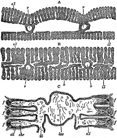 EB1911 Lamellibranchia - gill-plates of Anodonta.jpg