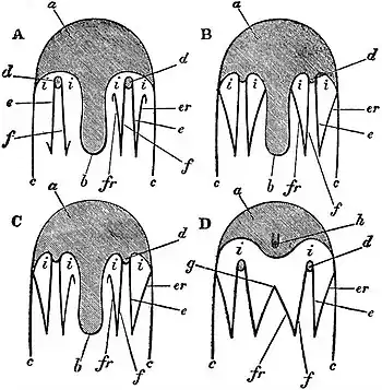 EB1911 Lamellibranchia - sections - gill-lamellae adhesion.jpg