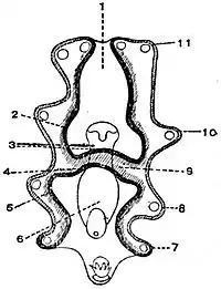 EB1911 Larval Forms - Auricularia stelligera.jpg