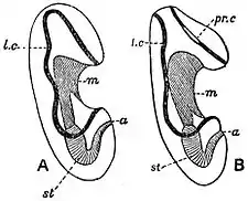 EB1911 Larval Forms - Echinoderm Larvae.jpg