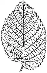 EB1911 Leaf - Elm leaf.jpg