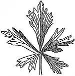 EB1911 Leaf - Five-partite leaf of Aconite.jpg