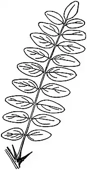 EB1911 Leaf - Imparipinnate leaf of Robinia.jpg