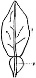 EB1911 Leaf - Leaf of Citrus Aurantium.jpg