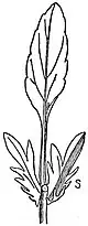 EB1911 Leaf - Leaf of Pansy.jpg