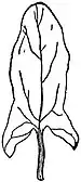 EB1911 Leaf - Sagittate leaf of Convolvulus.jpg