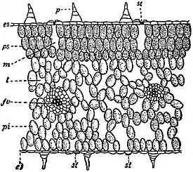 EB1911 Leaf - melon leaf section.jpg