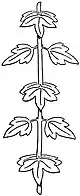 EB1911 Leaf - stem with opposite leaves.jpg