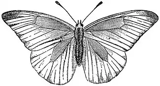 EB1911 Lepidoptera - Appias nero.jpg