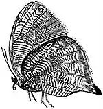 EB1911 Lepidoptera - Bia actorion.jpg