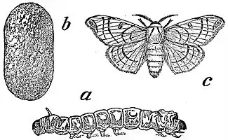 EB1911 Lepidoptera - Bombyx mori.jpg