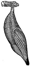 EB1911 Lepidoptera - Butterfly Pupa.jpg