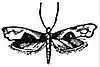 EB1911 Lepidoptera - Cerostoma asperella.jpg