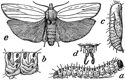 EB1911 Lepidoptera - Crytophasa unipuctata.jpg