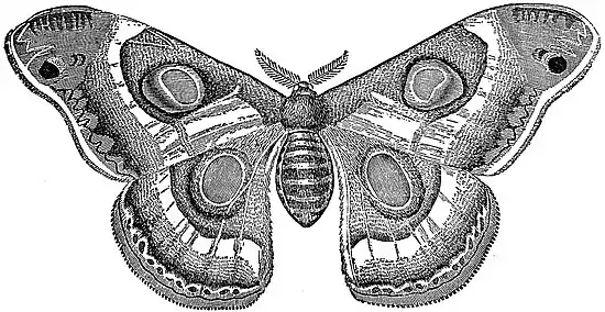 EB1911 Lepidoptera - Epiphora bouhiniae.jpg