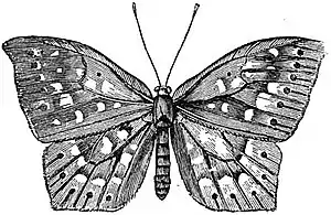 EB1911 Lepidoptera - Eurybia carolina.jpg