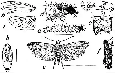 EB1911 Lepidoptera - Flour Moth.jpg