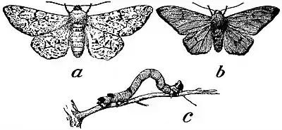 EB1911 Lepidoptera - Geometrid Moth.jpg