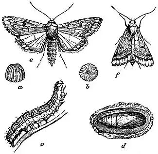 EB1911 Lepidoptera - Heliothis armigera.jpg