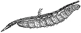 EB1911 Lepidoptera - Larva of Hepialus humuli.jpg