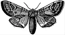 EB1911 Lepidoptera - Notodonta ziczac.jpg