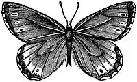 EB1911 Lepidoptera - Oeneis jutta.jpg