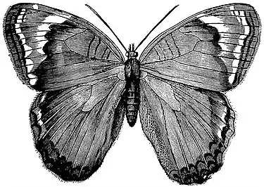 EB1911 Lepidoptera - Opsiphanes syme.jpg