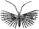 EB1911 Lepidoptera - Orneodes hexadactylus.jpg