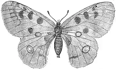 EB1911 Lepidoptera - Parnassius apollo.jpg