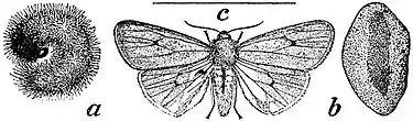 EB1911 Lepidoptera - Phragmatobia fuliginosa.jpg