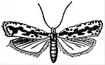 EB1911 Lepidoptera - Psecadia pusiella.jpg