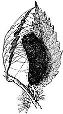 EB1911 Lepidoptera - Pupa of Gypsy Moth.jpg