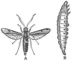 EB1911 Lepidoptera - Sesia asiliformis.jpg