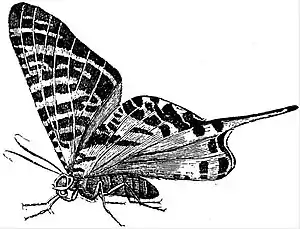 EB1911 Lepidoptera - Urania boisduvalii (at rest).jpg