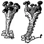 EB1911 Lichens - Cladonia coccifera.jpg